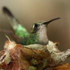 Hummingbird Nests: What You Need to Know 11 Hummingbird Nests What You Need to Know